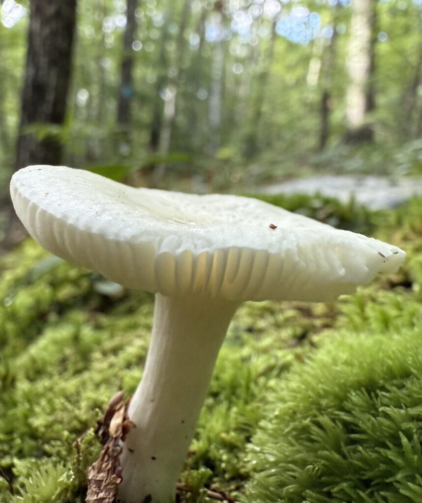 Mushrooms emerge on wet late summer days on Pine Cobble.