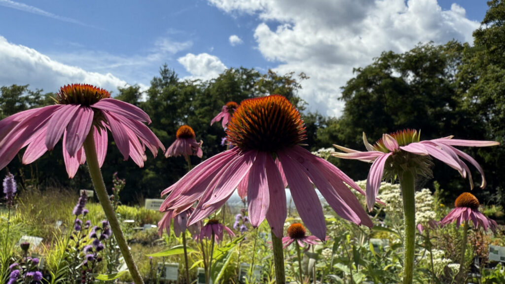 Echinacea bloom deep rose and sunset colors at Wing and a Prayer Nursery in Cummington.