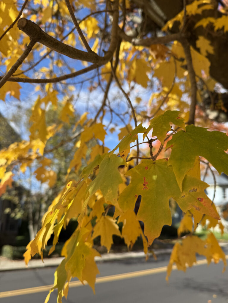 Maple leaves turn vivid yellow on a street of historic houses in North Adams.
